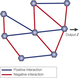In this diagram, eight genes are represented by hexagons. Five pairs of genes are connected by blue lines that represent positive interactions, and seven pairs of genes are connected by red lines that represent negative interactions. An arrow pointing away from the gene network indicates that these interactions result in an output phenotype.